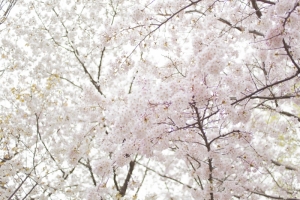 青木神社の春2